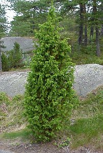 kataja2.jpg